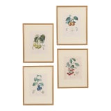 19th Century Framed Botanical Fruit Prints by Pierre François Turpin - Set of 4 For Sale