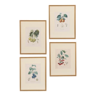 19th Century Framed Botanical Fruit Prints by Pierre François Turpin - Set of 4 For Sale