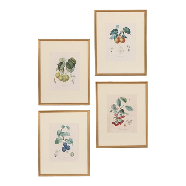 19th Century Framed Botanical Fruit Prints by Pierre François Turpin - Set of 4 For Sale