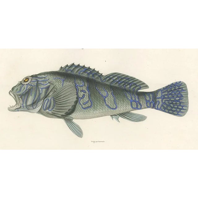 Museum-Quality Illustration of Pacific Fish, 1846, Paper For Sale - Image 6 of 12