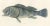 Museum-Quality Illustration of Pacific Fish, 1846, Paper For Sale - Image 6 of 12