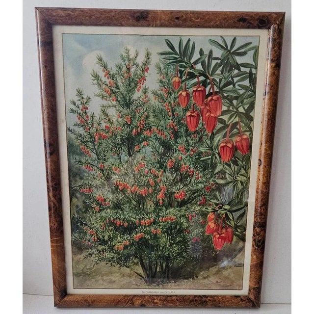1930s British Botanical Prints, 1930, Paper, Framed For Sale - Image 5 of 9