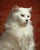 Andy Ryan, White Cat, Side View, Close-Up, Photograph For Sale