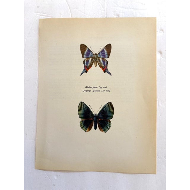 Up for sale is this gorgeous lithograph by F. Prochazka, published in Great Britain in 1965. It is in excellent, gently-...