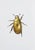 Juris Utans, Charming Golden Beetle, 2021, Mixed Media and Paper For Sale