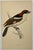 Antique Hand Tinted Bird Print From England Featuring a Brown & Black Woodchat Shrike - Circa 1880. Print measures 4 1/2”...