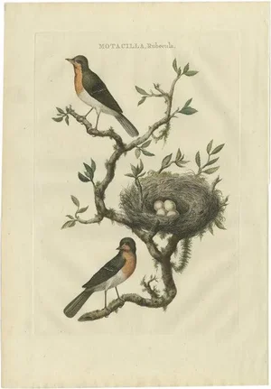 Sepp & Nozeman, Bird Illustration of the European Robin, 1770, Print