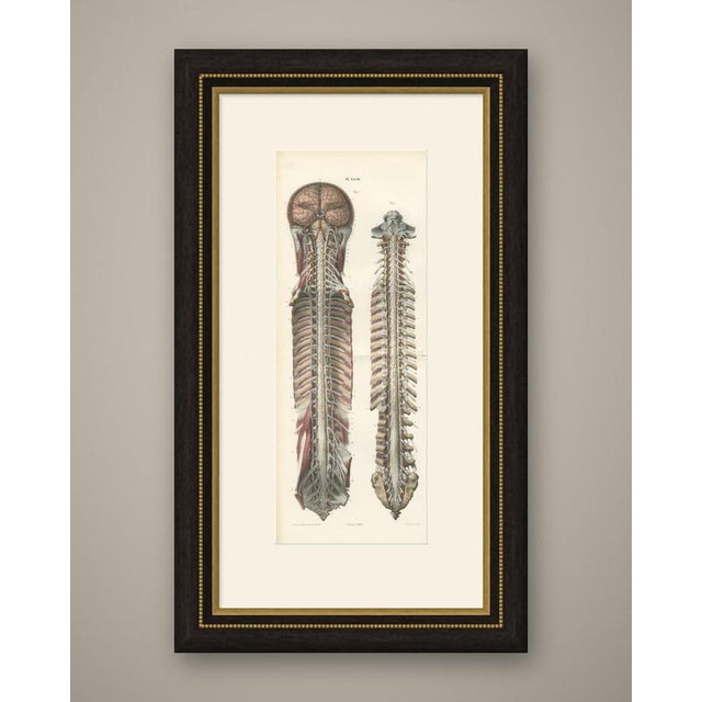 This antique anatomy print of the brain and spinal cord with the spinal nerves is an original 1866 hand coloured...