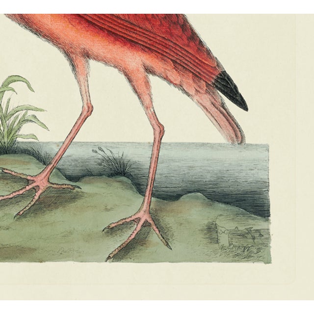 American Mark Catesby Reproduction of Red Curlew, Plate 84 For Sale - Image 3 of 3