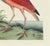American Mark Catesby Reproduction of Red Curlew, Plate 84 For Sale - Image 3 of 3