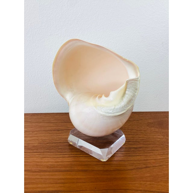 1980s Vintage Large Crowned Baler Sea Snail Shell on Lucite Base For Sale - Image 5 of 7