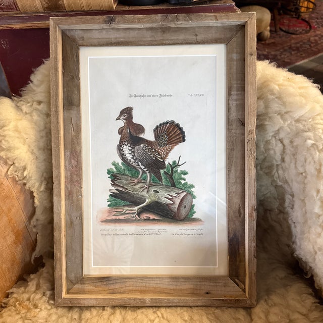 Printmaking Materials Rare 1749- 1776 Hand Colored Etching Pennsylvania Grouse by Michael Seligmann Ruffled Grouse For Sale - Image 7 of 8