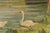 Jules Gaillepand, Lakeside Scene with Nude Figure Swans and Sailboat, 1920s, Oil on Canvas For Sale - Image 7 of 16