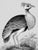 2020s Great Bustard Bird — Black & White Fine Art Print | Unframed For Sale - Image 5 of 5