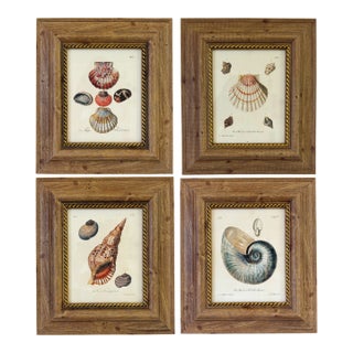 Framed Seashell Engraving Prints - Conchology Engravings After Georg Wolfgang Knorr, Set of 4 For Sale