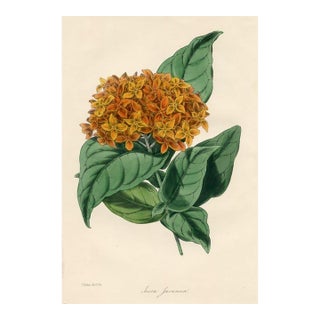 1848, Phlox Botanical Print From Joseph Paxton, Original Antique Botanical Print, Lithograph, Hand-Colored, England For Sale