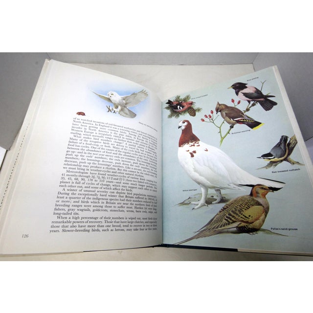 White A Flight of 3 Elegant Bird Books – Audubon, Fuentes, Peterson –Oversized Illustrated Ornithology Editions For Sale - Image 8 of 15