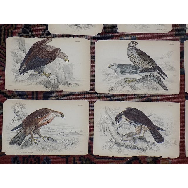 Antique 19th Century Birds of Prey Engravings on Wood - Set of 16 For Sale In Cincinnati - Image 6 of 9