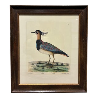 Vintage Eleazar Albin Lapwing Plover Ornithological Bird Print, Framed For Sale