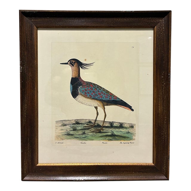 Vintage Eleazar Albin Lapwing Plover Ornithological Bird Print, Framed For Sale
