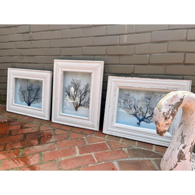 Framed Natural Sea Fan For Sale - Image 11 of 13