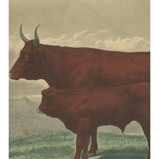 After Rosa Bonheur, Salers Cow and Calf, 1873, Paper For Sale - Image 4 of 12