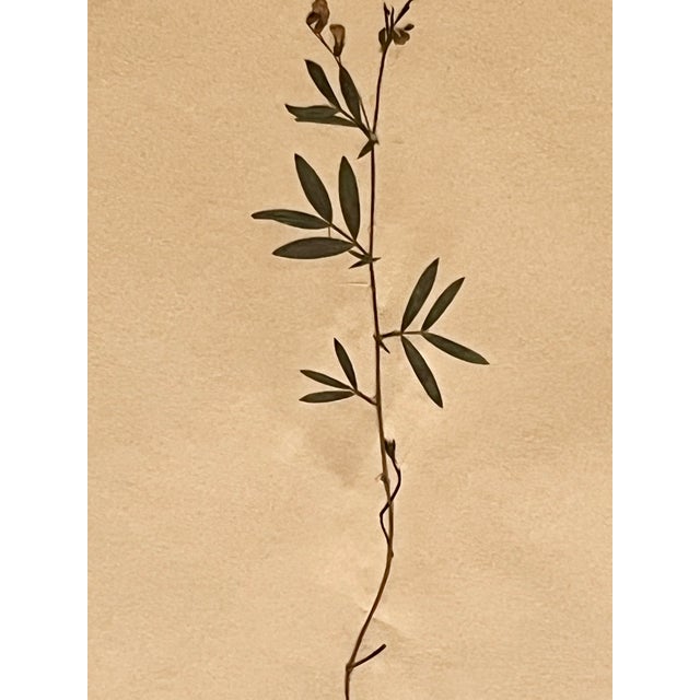 1965 French Herbarium Botanical Specimens – Set of 9 Custom Framed Pressed Botanicals For Sale - Image 14 of 18