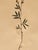1965 French Herbarium Botanical Specimens – Set of 9 Custom Framed Pressed Botanicals For Sale - Image 14 of 18