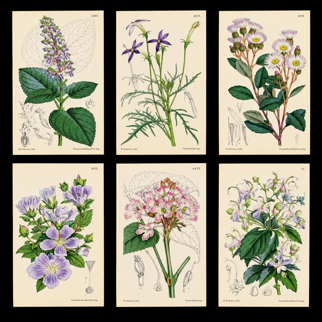 An exceptional 19th-century botanical lithograph attributed to celebrated botanical artist Walter Hood Fitch, produced for...