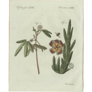 Bertuch, Carrion Flower and Mimosa, 1805, Engraving For Sale