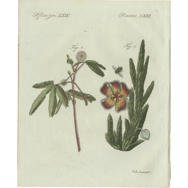 Bertuch, Carrion Flower and Mimosa, 1805, Engraving For Sale