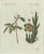 Bertuch, Carrion Flower and Mimosa, 1805, Engraving For Sale