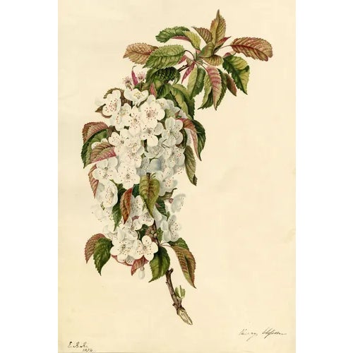 E.B.R., Cherry Blossom Branch, Original, 1832, Watercolour Painting For Sale