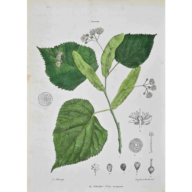 Vincenzo Tenore, The Tiliaceae, Lithograph, 1870s For Sale