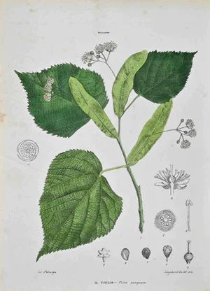 Vincenzo Tenore, The Tiliaceae, Lithograph, 1870s