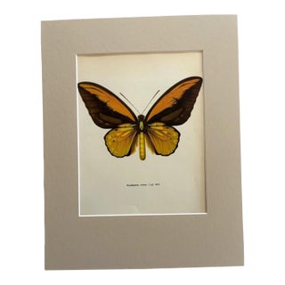 Vintage 1965 Butterfly Print in 11x14 Mat: Ornithoptera Crosesus (Wallace), EUC For Sale