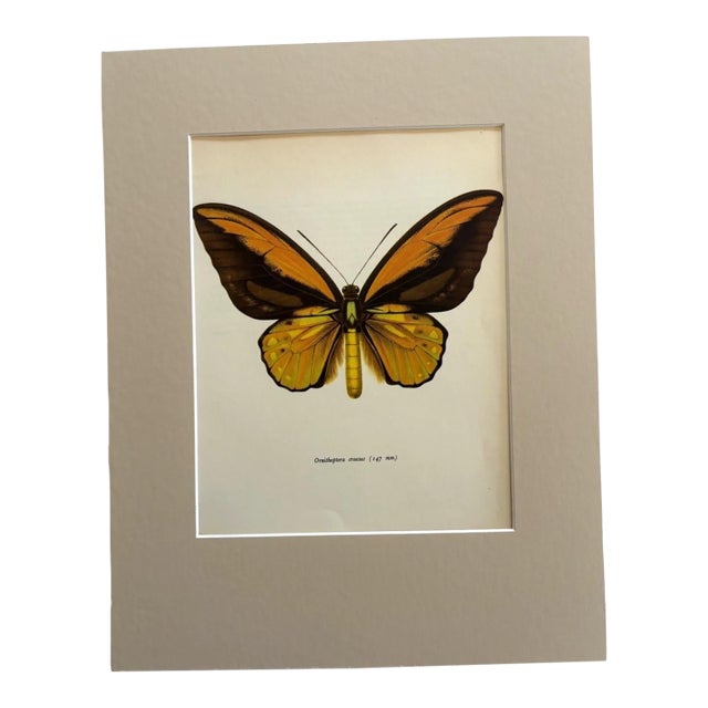 Vintage 1965 Butterfly Print in 11x14 Mat: Ornithoptera Crosesus (Wallace), EUC For Sale