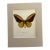 Vintage 1965 Butterfly Print in 11x14 Mat: Ornithoptera Crosesus (Wallace), EUC For Sale