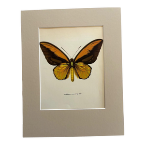 Vintage 1965 Butterfly Print in 11x14 Mat: Ornithoptera Crosesus (Wallace), EUC