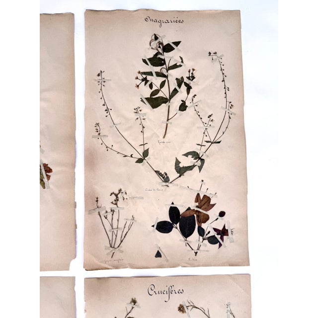 Oversized Antique French Herbarium Specimens – Set of 8 | Original 19th Century Pressed Botanical Collection From Paris For Sale - Image 12 of 17