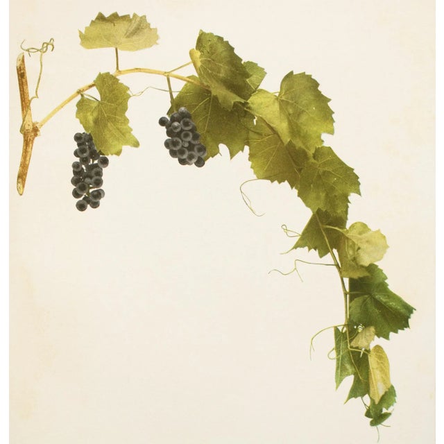 1900 - 1909 1900s U. P. Hedrick, Original Antique Photogravure of Rupestris Du Lot Grapes For Sale - Image 5 of 8