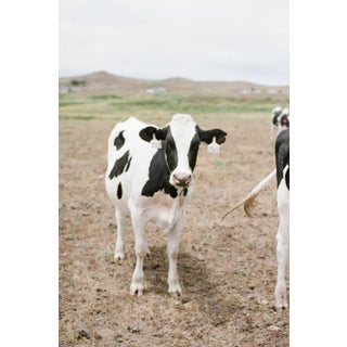 Cow in California II by Lauren Jonas Print, 12" x 18" For Sale