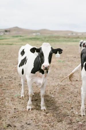Cow in California II by Lauren Jonas Print, 12" x 18"