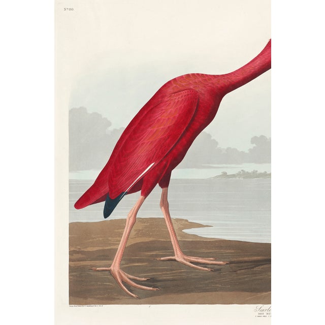 Scarlet Ibis by John James Audubon, vintage bird illustration from Birds of America (1827), etched by Robert Havell,...