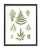 A timeless classic of Botanical art. Restored from a Victorian botanical specimen collection and toned in muted soft...