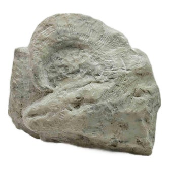 Sirio Pellegrini, Fossil, Sculpture, 1960s For Sale
