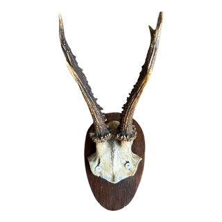 1900s Roe deer Trophy Rd80 Black Forest Antlers For Sale
