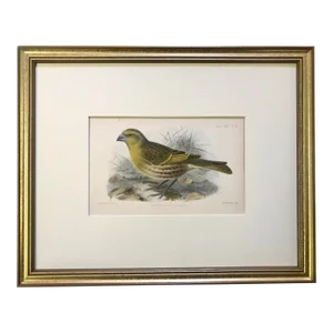 Antique Color Lithograph of a Song Bird Ornithological Print From Ibis C.1890