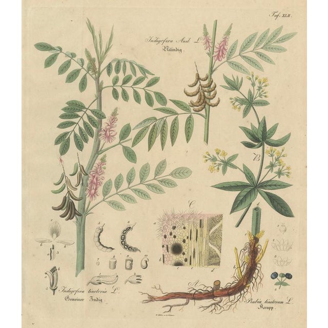Antique Indigo & Madder Botanical Print, Indigofera & Rubia Tinctorum, c.1831 : This complex botanical engraving depicts...