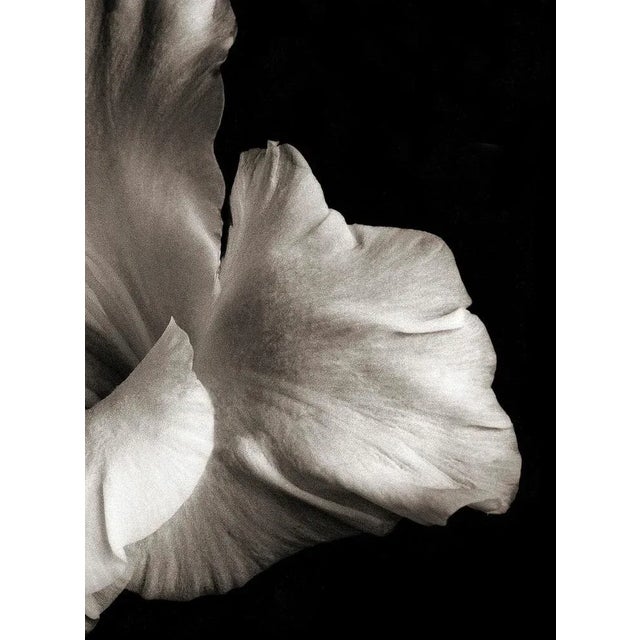 Contemporary Ian Sanderson, Flowerhead 1, Pigment Print, 1986 For Sale - Image 3 of 6